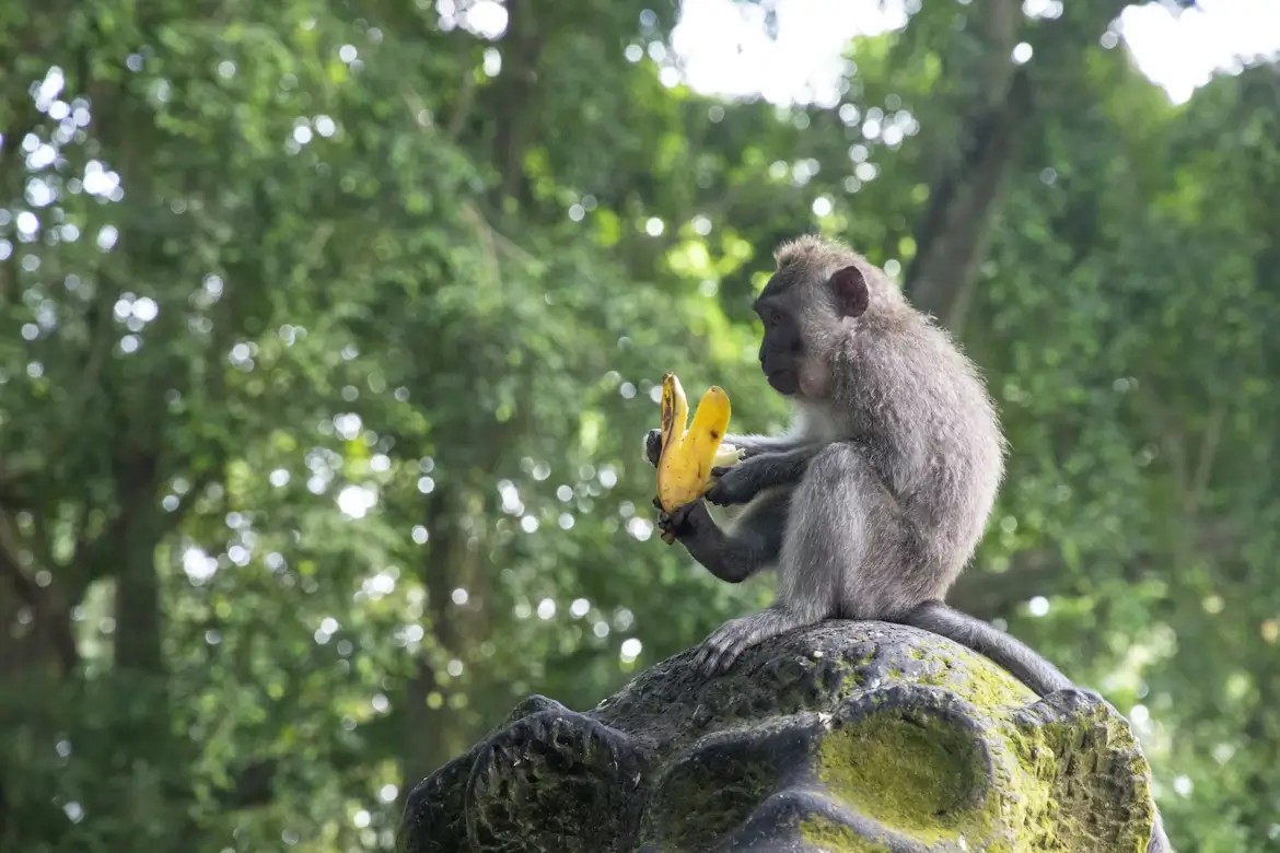 Bali - Monkey